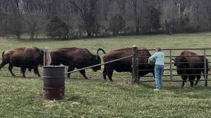 Bison